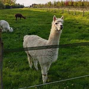 Überraschende Begegnungen auf den Felder rund um Meerbusch