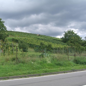 Weinberge an der B3! Laut mehrerer Streckenschilder auch "Ferienstrasse Bergstrasse" genannt.