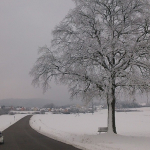 Blick auf Lintach, einer meiner Lieblingsbäume