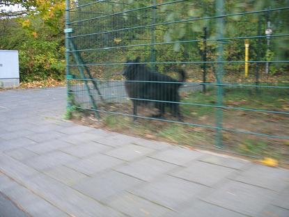 .... jeden Tag das selbe, Kampf Hund gegen Bike, Gott sei Dank, dass der Zaun geschlossen ist.....