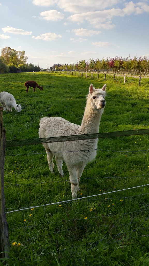 Überraschende Begegnungen auf den Felder rund um Meerbusch