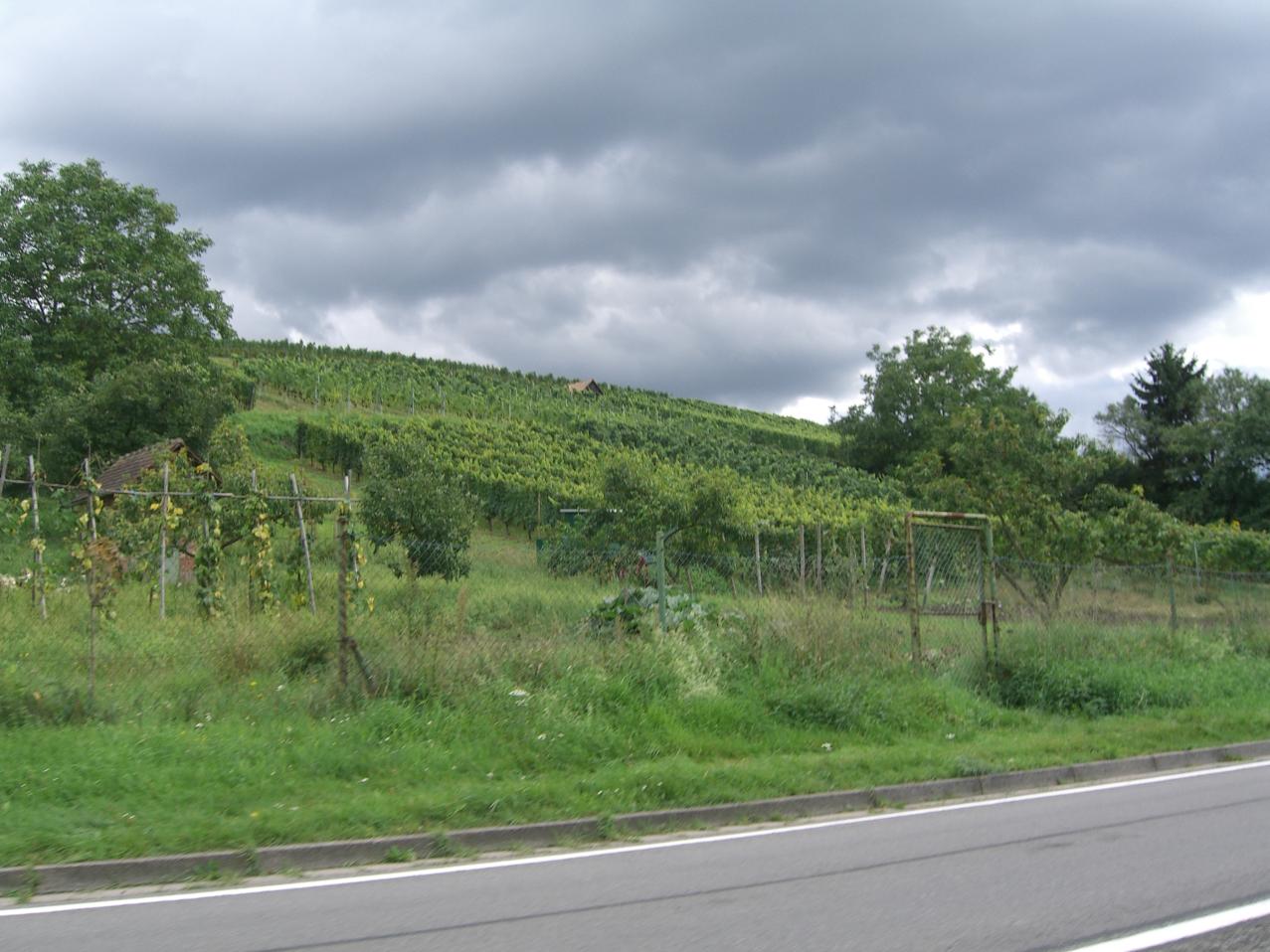 Weinberge an der B3! Laut mehrerer Streckenschilder auch "Ferienstrasse Bergstrasse" genannt.