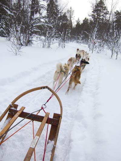 hundeschlitten_schweden_mit_dem_hundeschlitten_durch_die_winterlandschaft.jpg