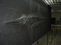 IMG_0183_Ichtyosaurus_klein.jpg