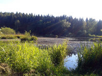 2016 Waldteich zwischenDettingenDingelsdorf01.jpg