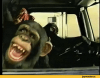 гифки-шимпанзе-обезьяна-живность-2467586.gif