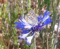 Kornblume mit Besucher.jpg