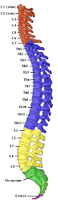 Gray_111_-_Vertebral_column-coloured.png