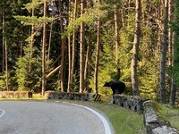 Bären auf der Transfagarasan