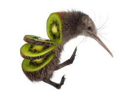 kiwi zanni.jpg