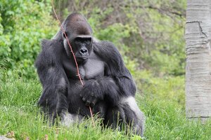 Western_Lowland_Gorilla_(192).jpg