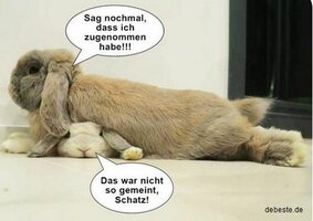 147_übergewichtiger Hase.jpg