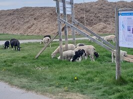 Schafe vor Pinnau-Sperrwerk.jpg