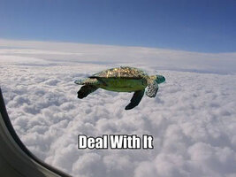 funny-flying-turtle-plane.jpg