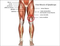 Quadriceps-Anatomy.jpg