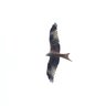 Red kite