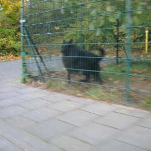 .... jeden Tag das selbe, Kampf Hund gegen Bike, Gott sei Dank, dass der Zaun geschlossen ist.....