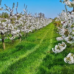 Blühende Obstbäume