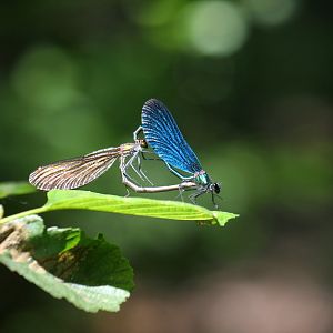 Paarungsrad der Blauflügelibelle