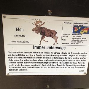 Liegeradler sind wie Elche