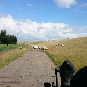 Schafe hinterm Deich (schkapen achter'd diek)