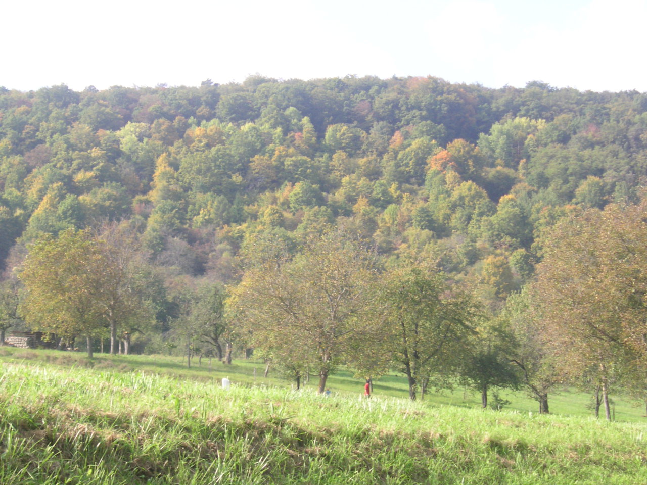 Bewaldeter herbstlicher Berg