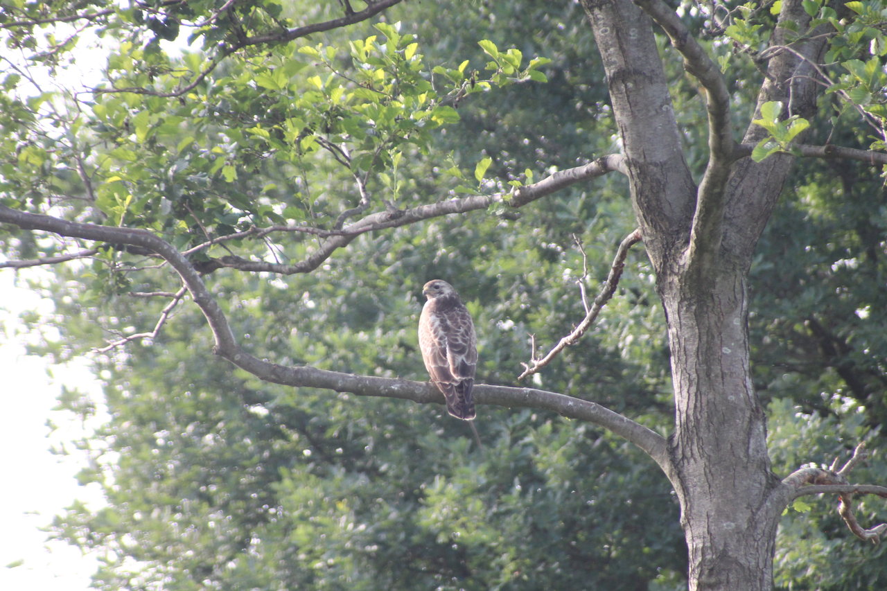 Bussard