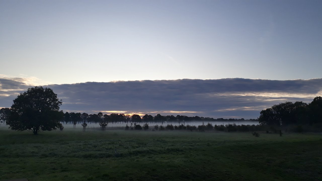 Morgennebel