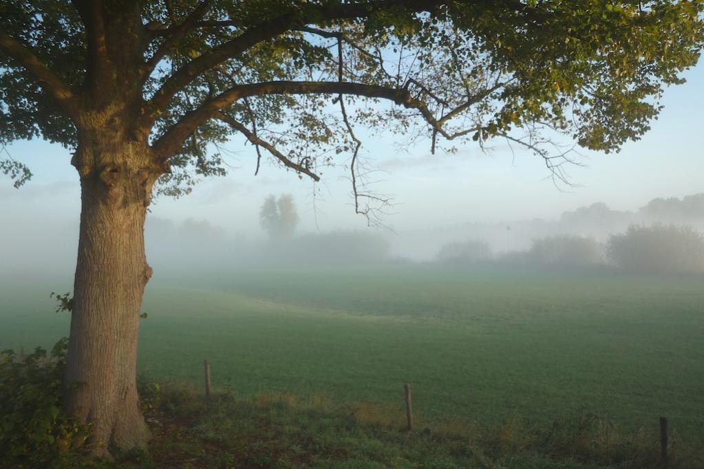 Morgenstimmung an der IJssel bei Deventer.