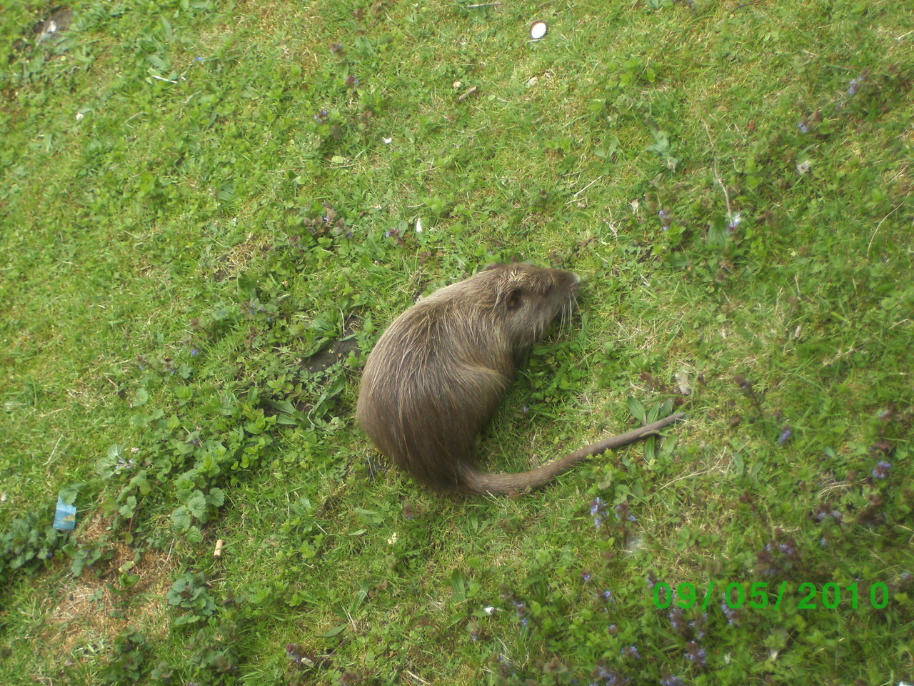 Nutria an der Erft in BM