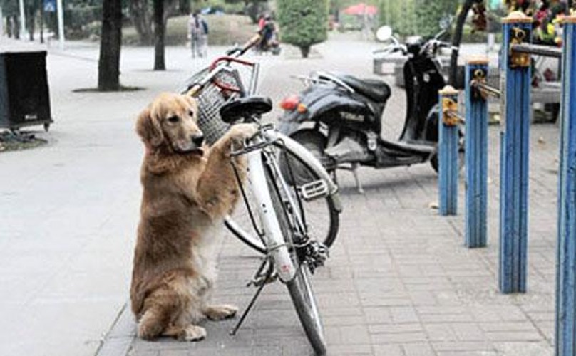 amazing-video-dog-guards-owners-bicycle-with-L-0yCtW5.jpeg