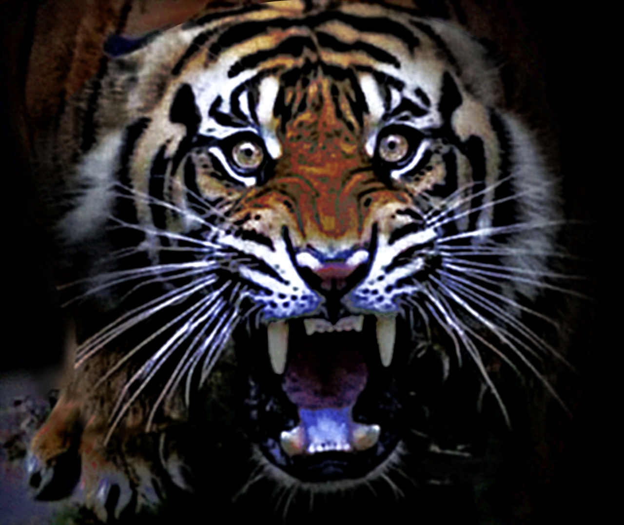tiger2.jpg