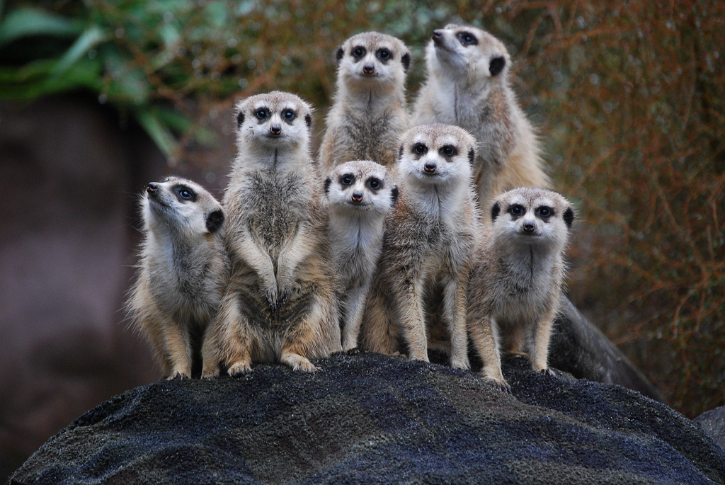 Suricata_suricatta_-Auckland_Zoo_-group-8a.jpg