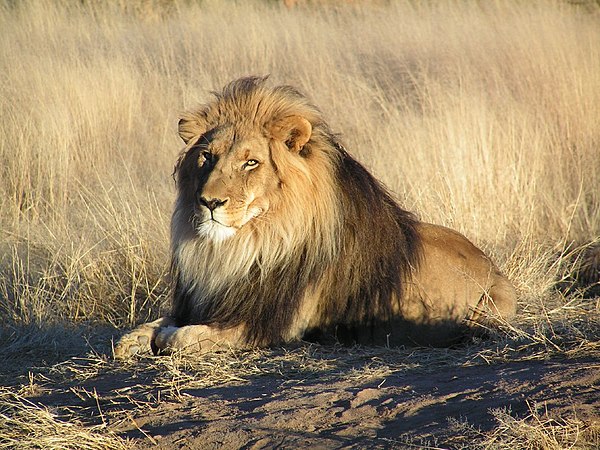 600px-Lion_waiting_in_Namibia.jpg