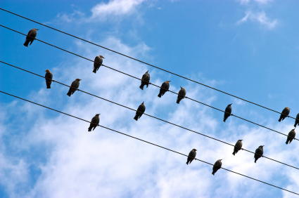 Power-Lines-Birds-Resting-1.jpg